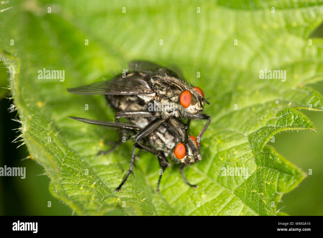 flesh-flies-uk-stock-photo-alamy