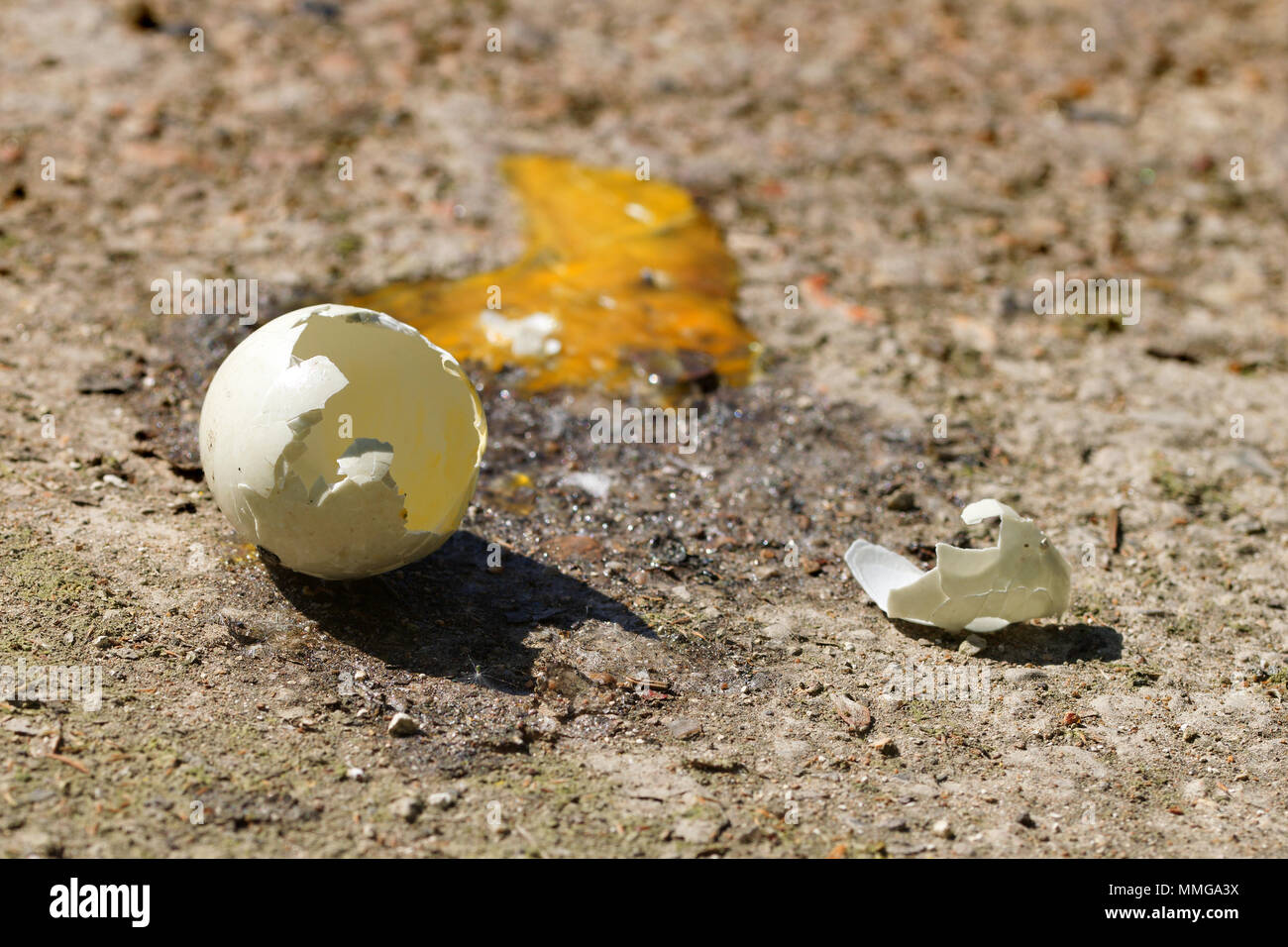Wild bird egg shell fallen from the nest onto concrete floor broken with a dried yolk Stock Photo
