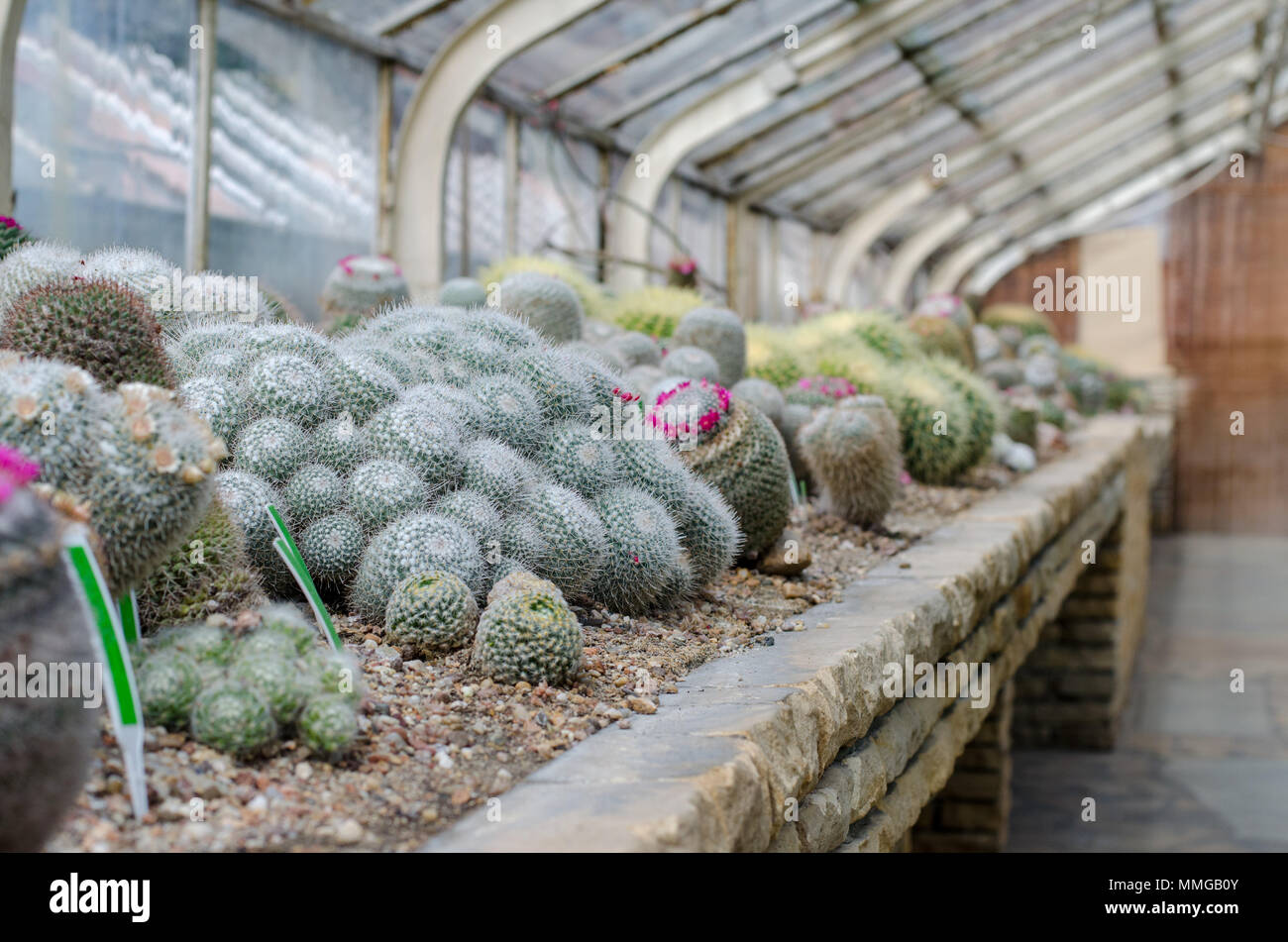 Succulent glasshouse. Cactus greenhouse in botanical garden in Wroclaw,  Poland Stock Photo - Alamy
