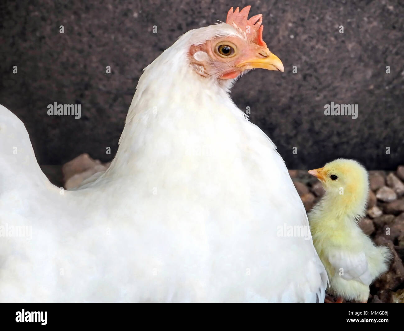 Mother Hen and a Newborn Baby Chicken Stock Photo