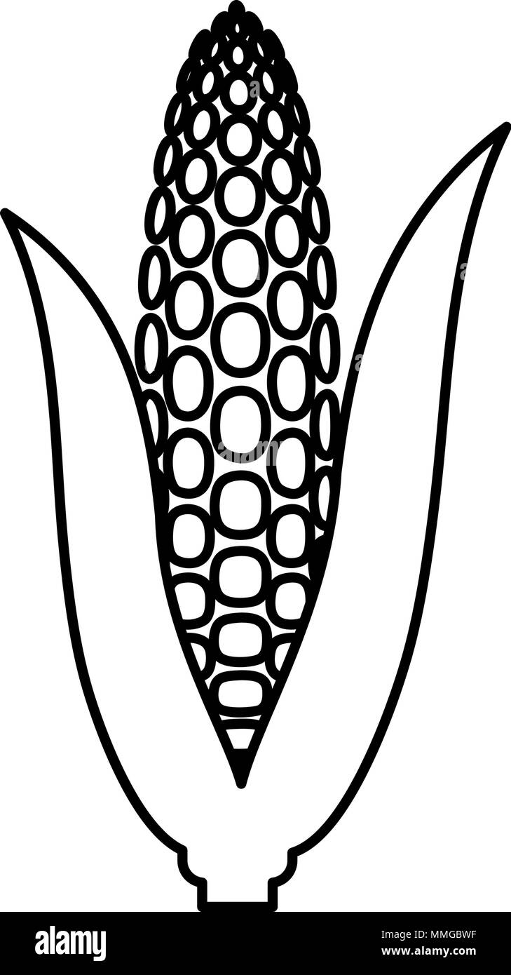 Grain maize Black and White Stock Photos & Images - Alamy