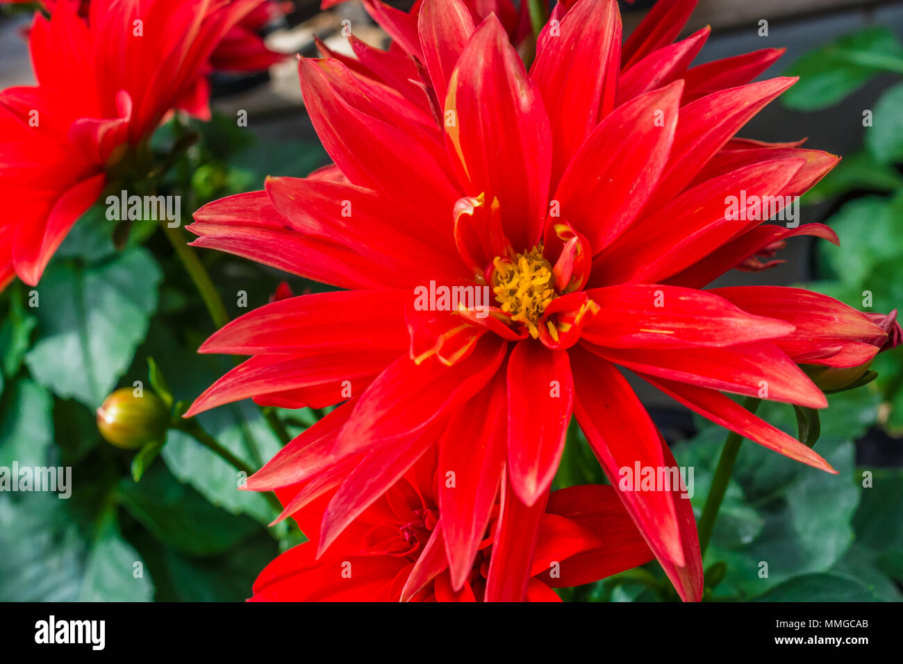 Close up view of common dahlia flower showing vibrant and vivid colors and flower plants Stock Photo