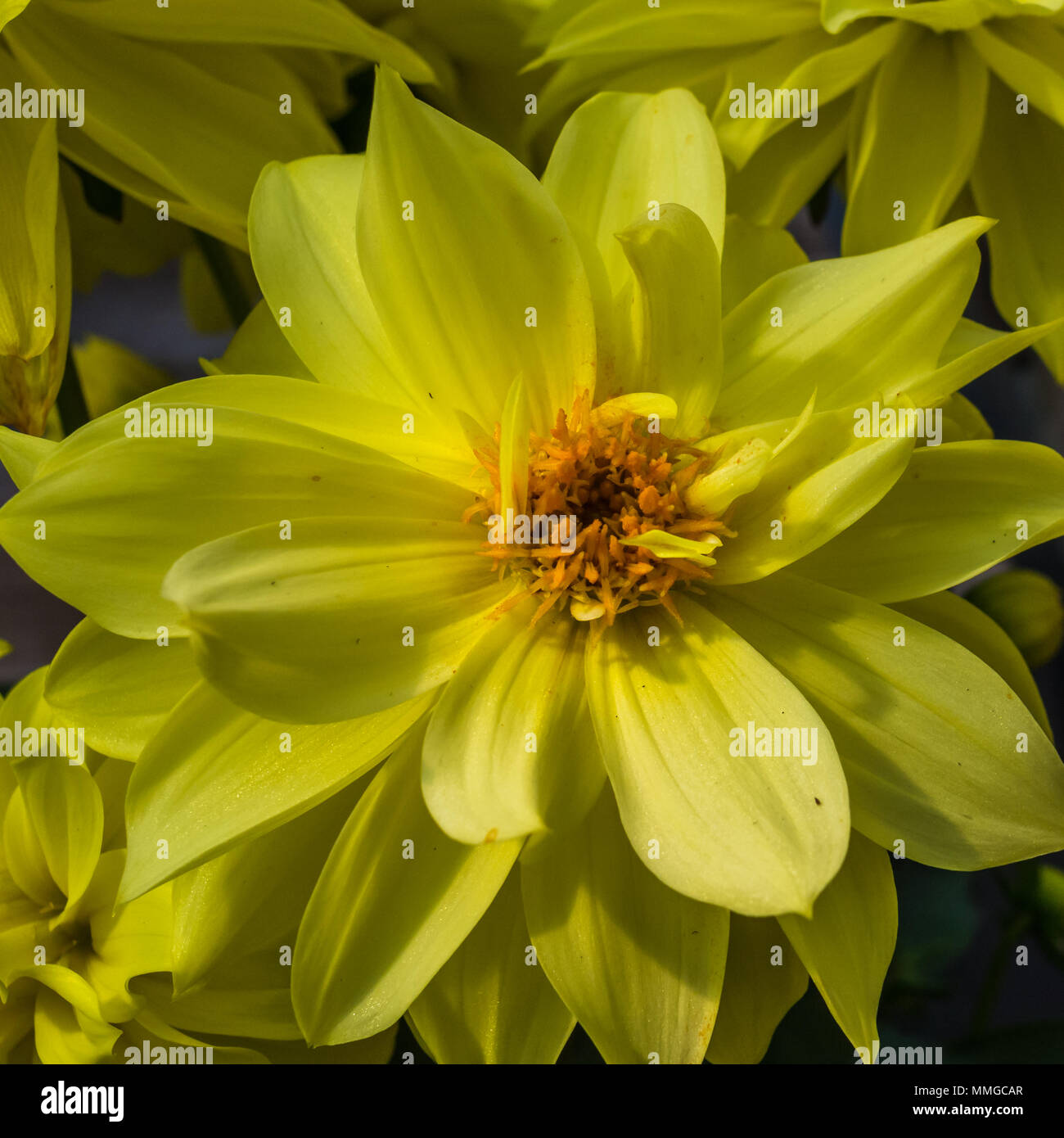 Close up view of common dahlia flower showing vibrant and vivid colors and flower plants Stock Photo