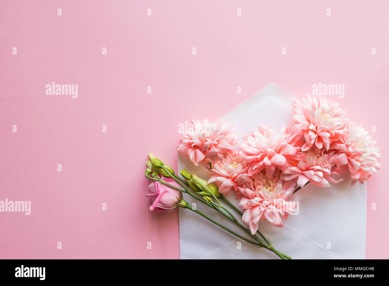 Bunch of pink chrysanthemums in an envelope. message for 