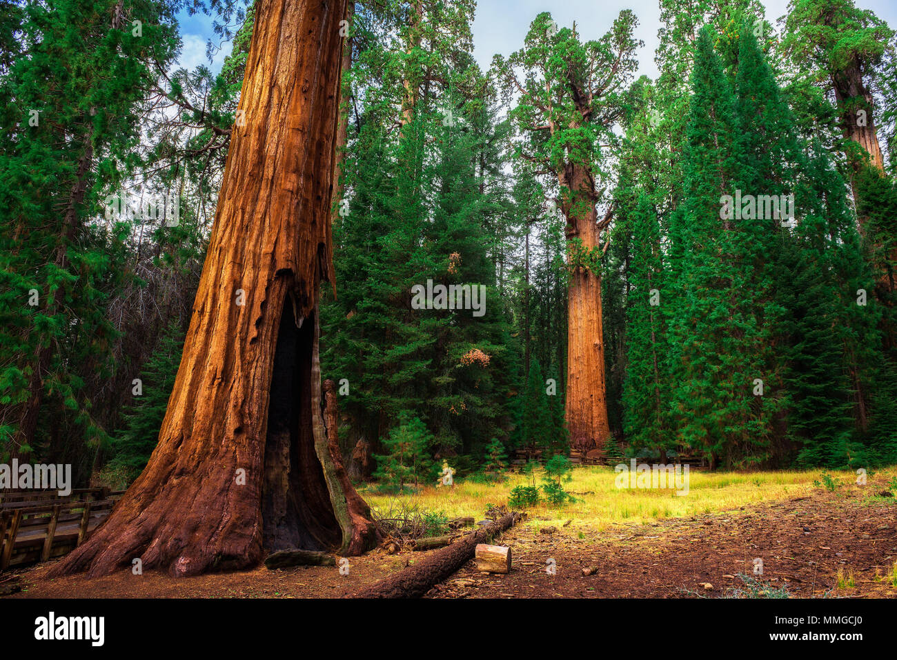 Giant Sequoia Forest in California Stock Photo