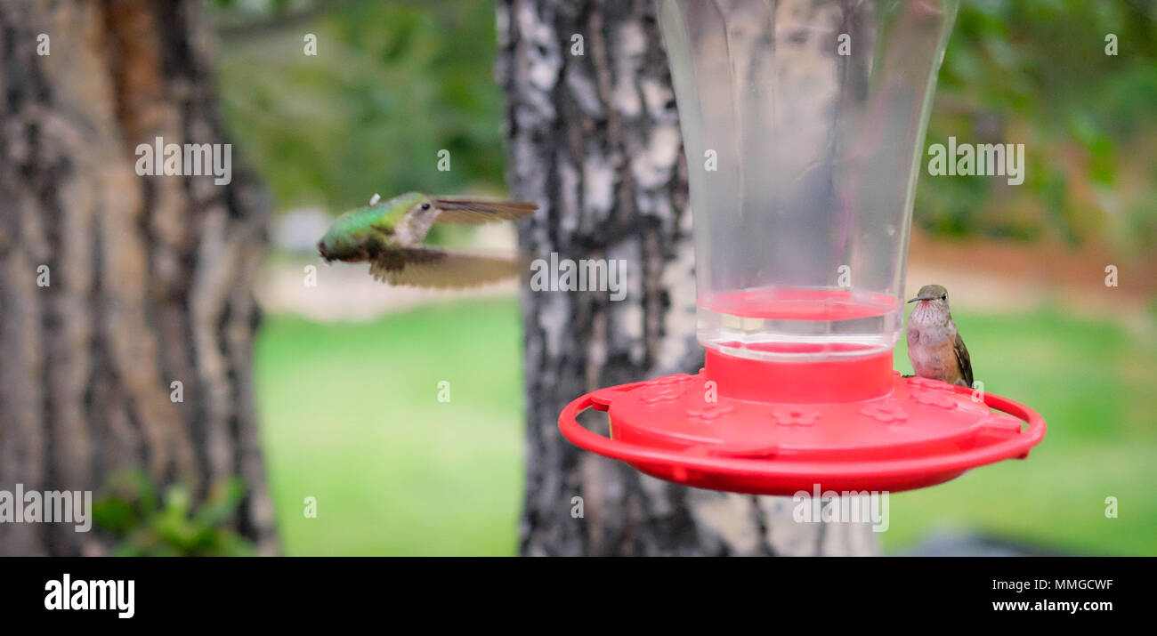 Hummingbird in flight Stock Photo