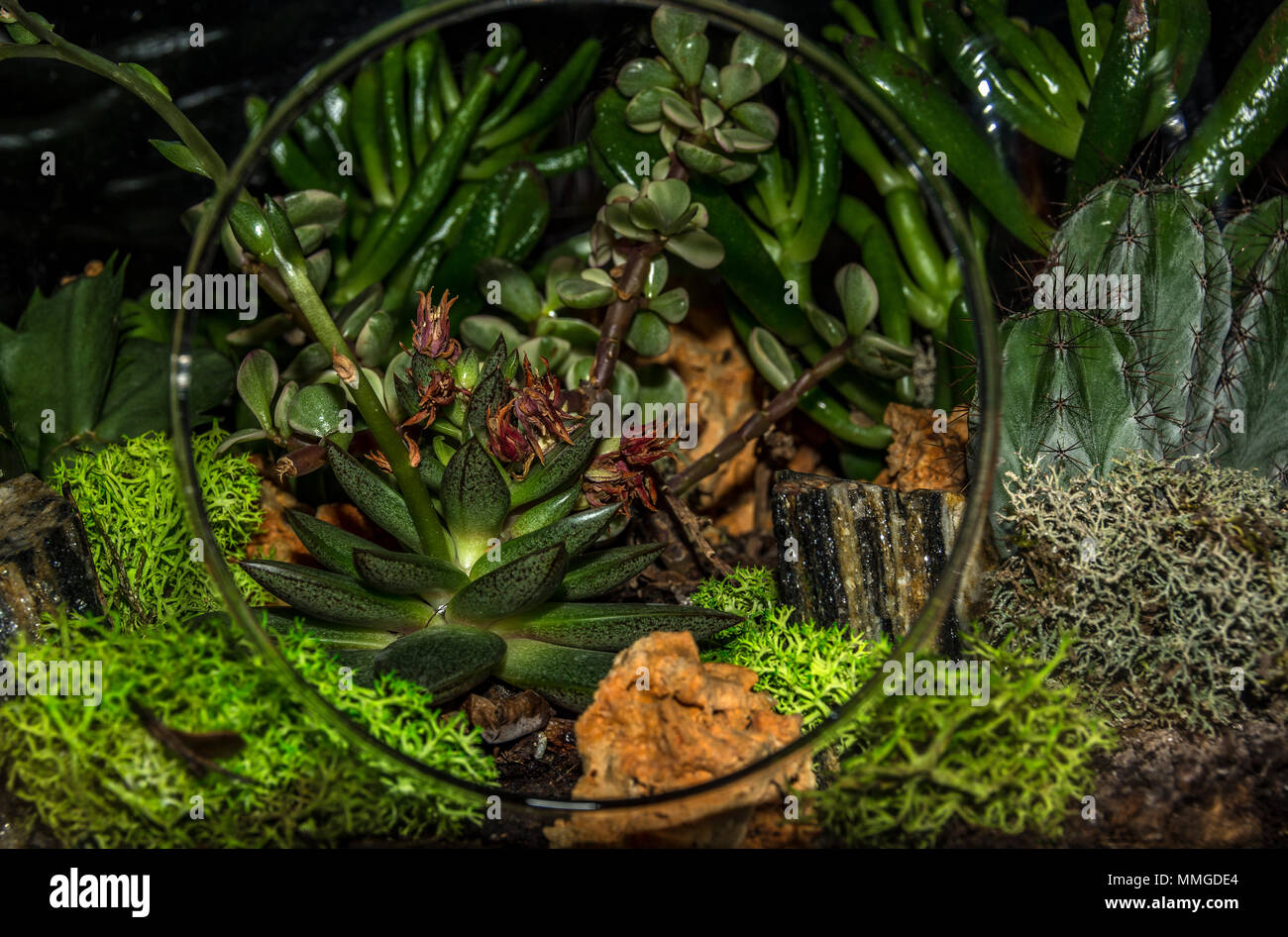 terrarium plant Stock Photo