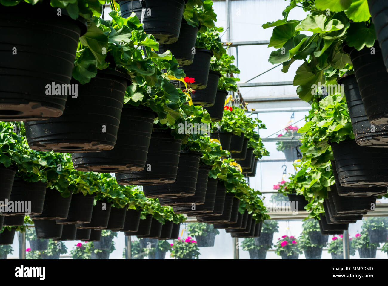 Hanging plants indoor hires stock photography and images Alamy