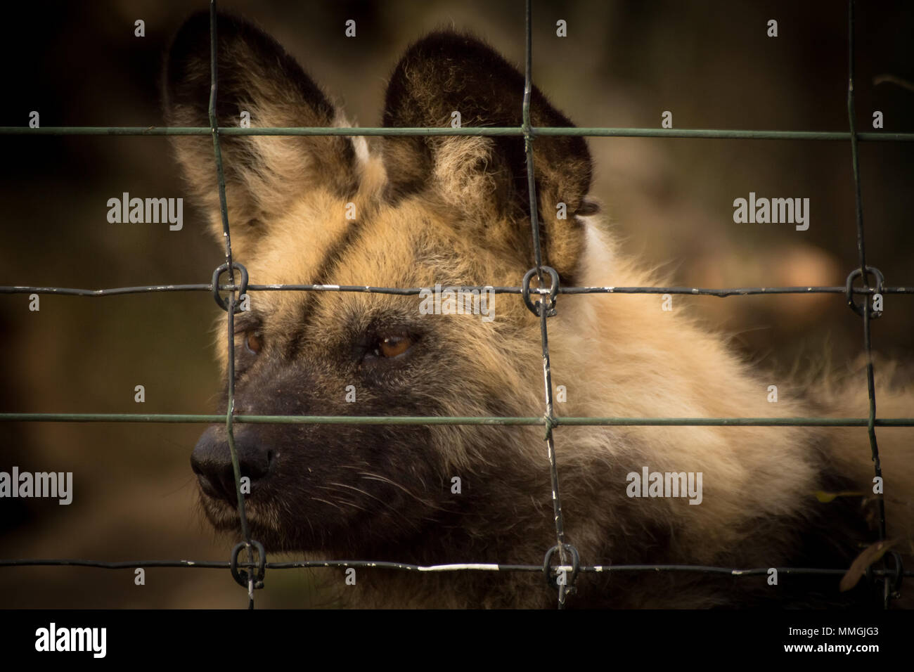 Encaged hi-res stock photography and images - Alamy