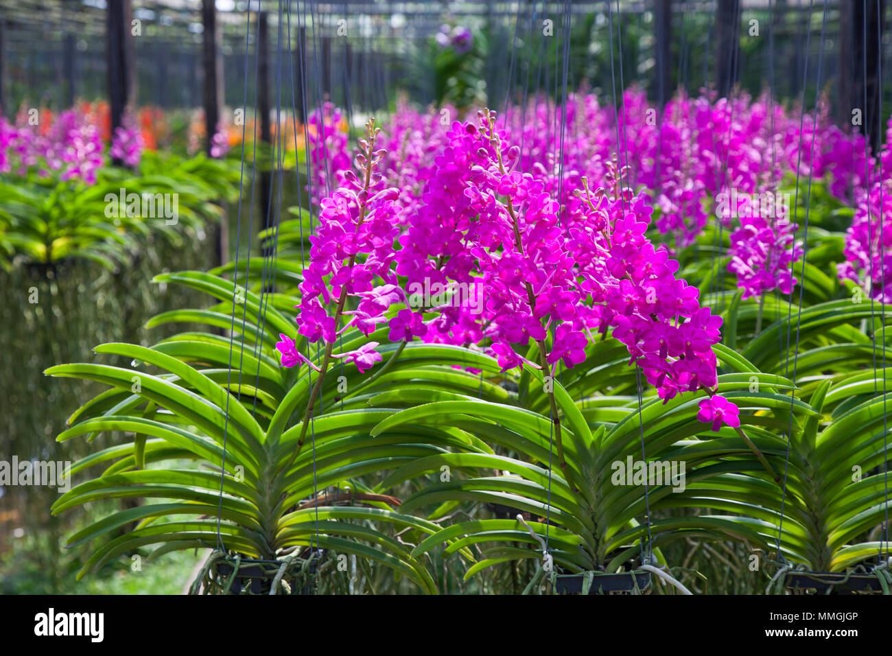 Vanda Orchid flower in tropical garden. Floral background.Selective focus. Stock Photo