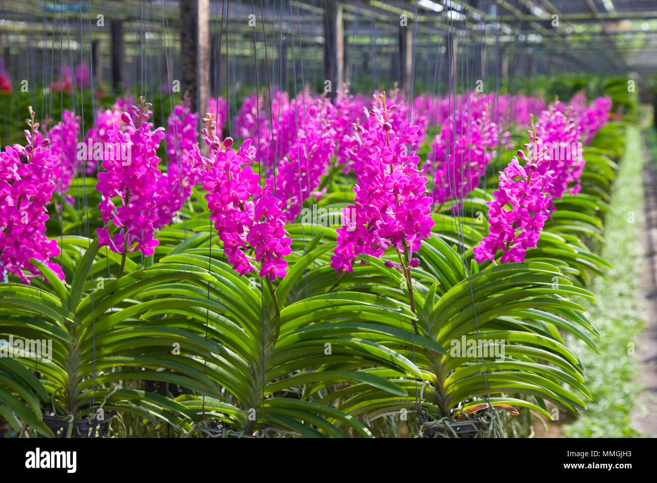 Vanda Orchid flower in tropical garden. Floral background.Selective focus. Stock Photo