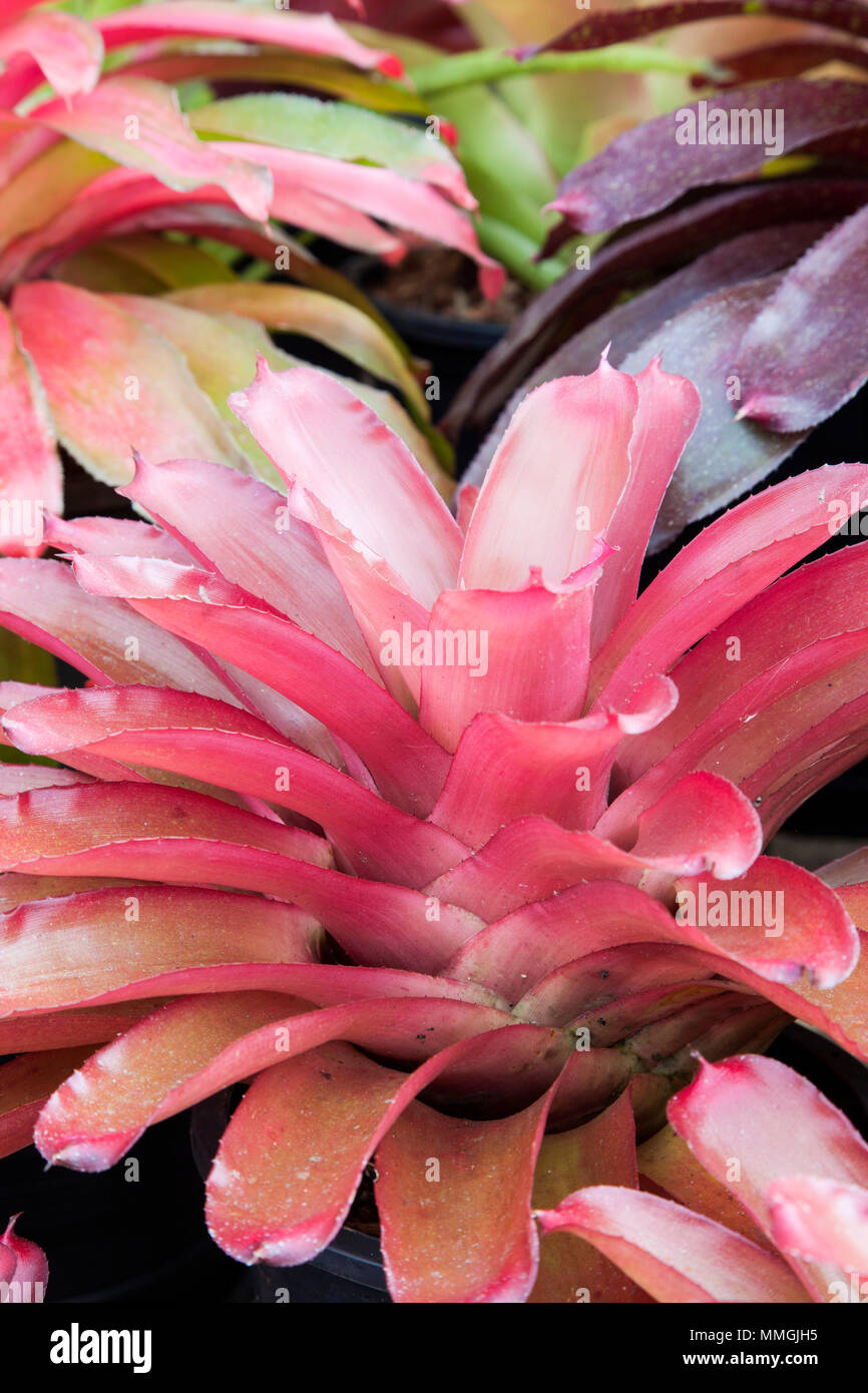 Bromeliad flower in various color in garden for postcard beauty decoration and agriculture concept design. Stock Photo