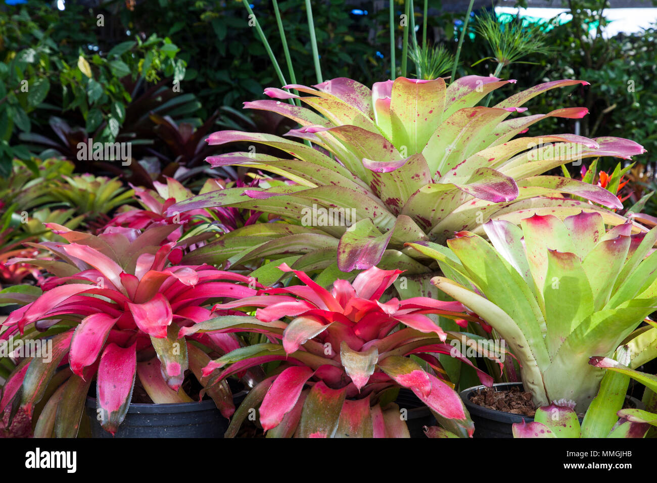 Bromeliad flower in various color in garden for postcard beauty decoration and agriculture concept design. Stock Photo