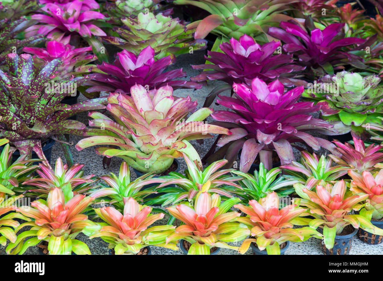 Bromeliad flower in the garden with nature,Bromeliad flower in various color in garden for postcard beauty decoration and agriculture concept design. Stock Photo