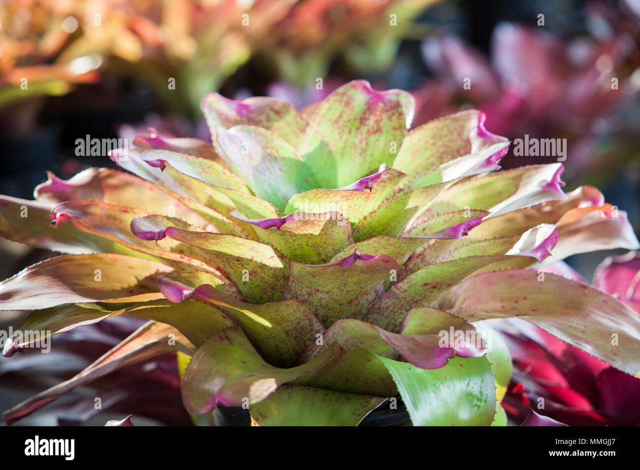 Bromeliad flower in the garden with nature,Bromeliad flower in various color in garden for postcard beauty decoration and agriculture concept design. Stock Photo