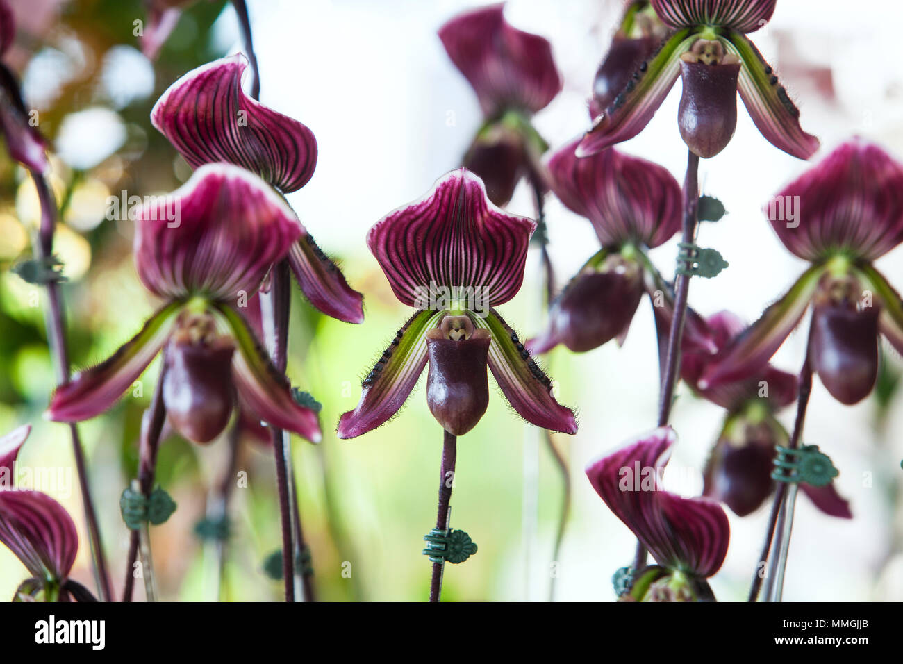 Paphiopedilum callosum,Amazing Lady Slipper Orchid  close up Stock Photo