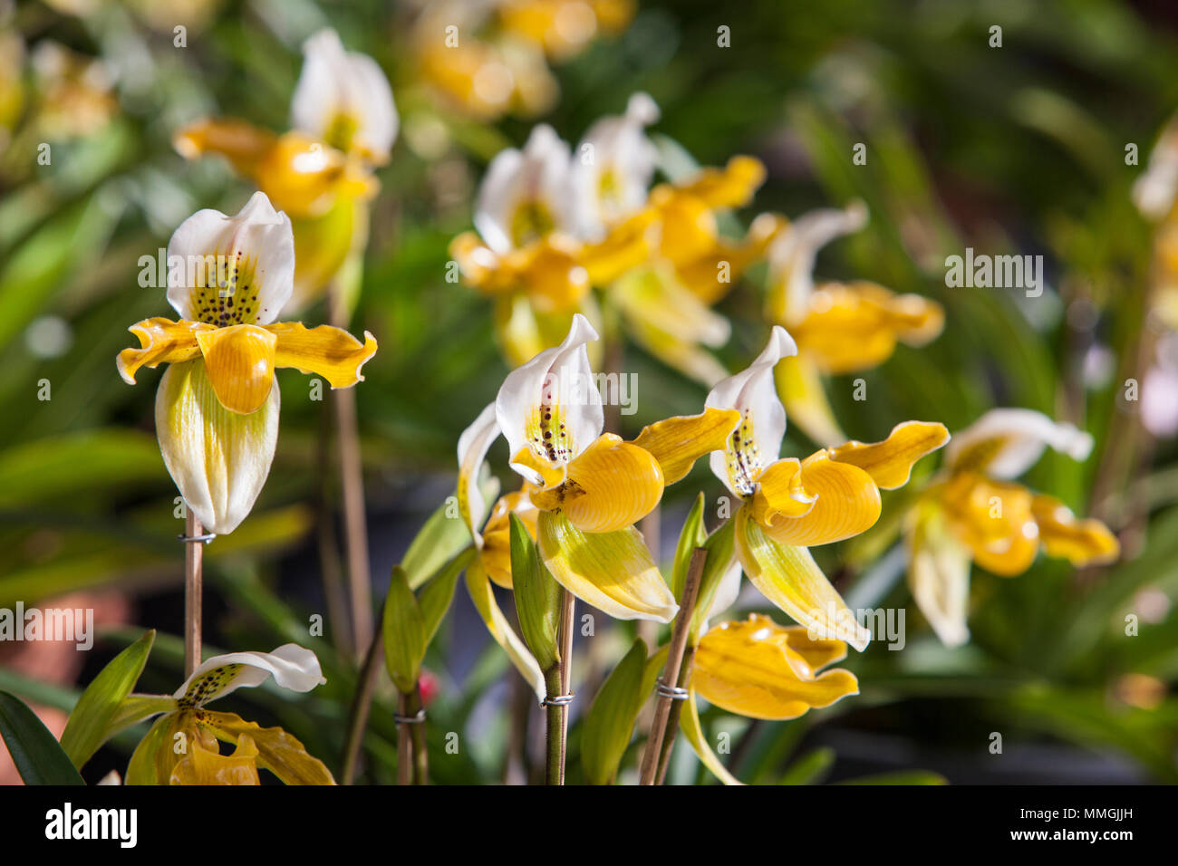 Paphiopedilum exul  orchid flowers with two on Black background. Stock Photo