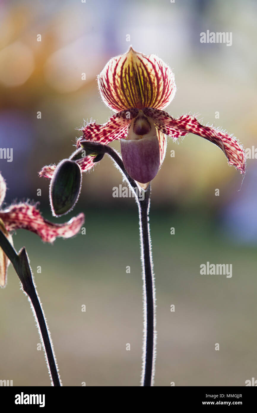 Orchid flower in tropical garden, Chiang Mai, Thailand.  Paphiopedilum, often called the Venus slipper, is a genus of the Lady slipper. Stock Photo