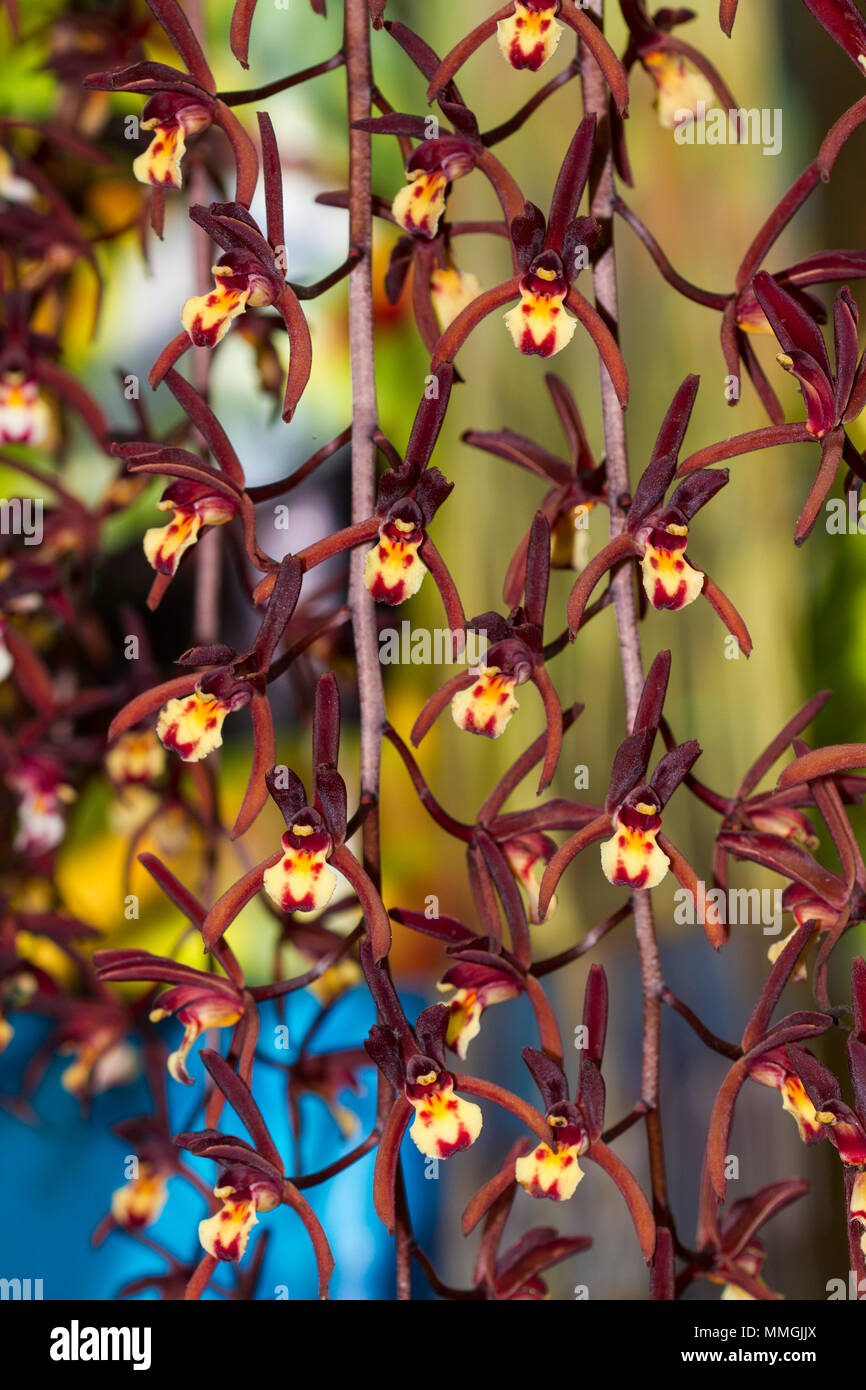 Cymbidium atropurpureum  is epiphytic orchid Close up viwe. Stock Photo
