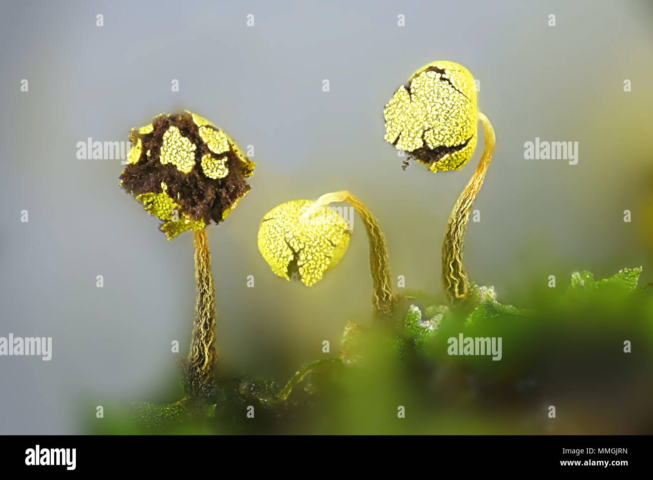 Golden slime mold, Physarum viride var.  auranticum, a microscope image Stock Photo