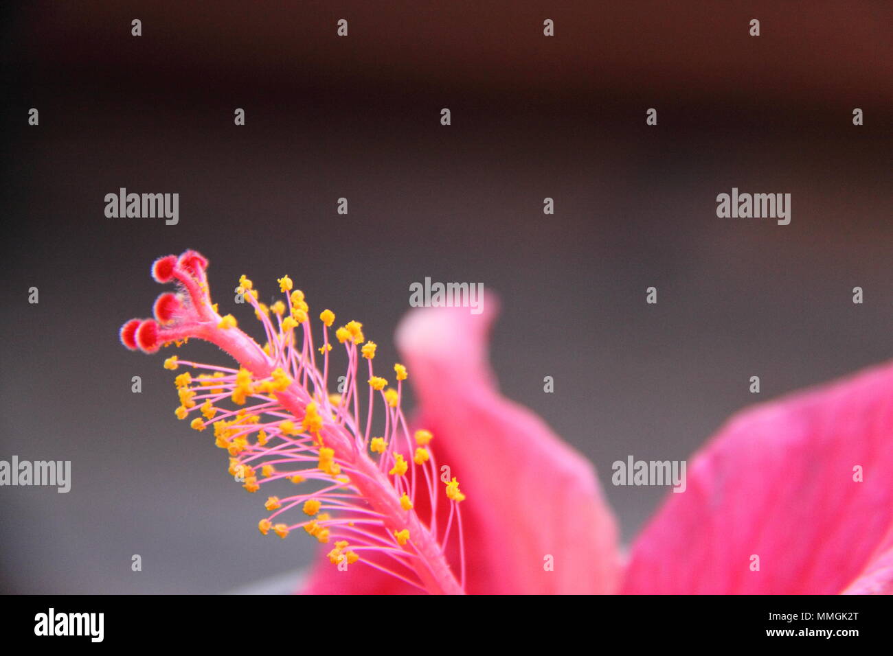 Stamen and Anther of the Chinese Hibiscus (Hibiscus Rosa-Sinensis) Stock Photo