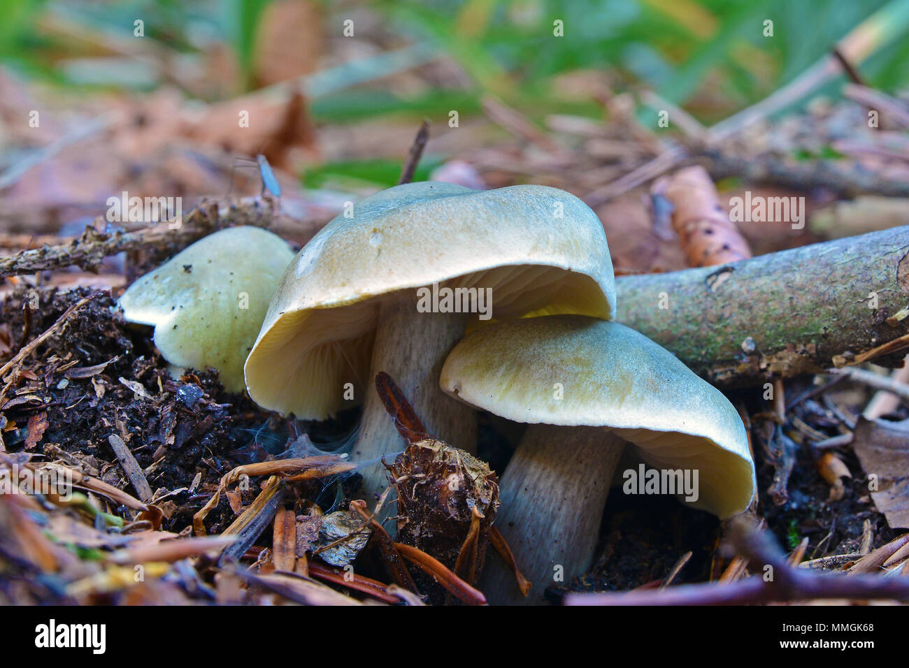 Tricholoma saponaceum mushroom, also known as the soap-scented toadstool, soapy knight or soap tricholoma Stock Photo