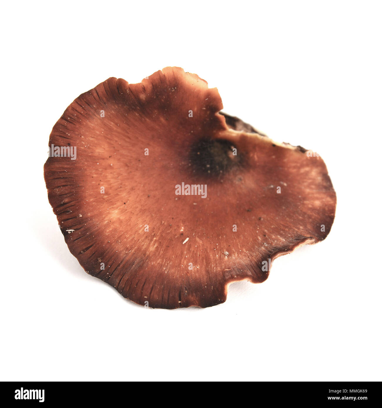 royoporus badius mushroom, also known as picipes badius or the black foot polypore Stock Photo