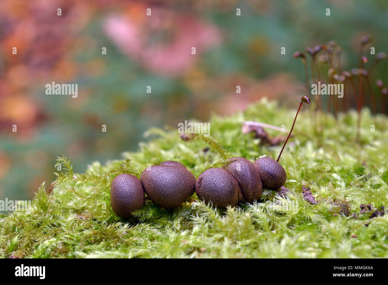 Lycogala epidendrum slime mold, commonly known as wolf's milk Stock Photo