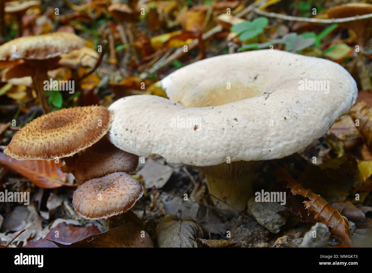 Lactifluus piperatus mushroom, also known as the peppery milk-cap Stock Photo