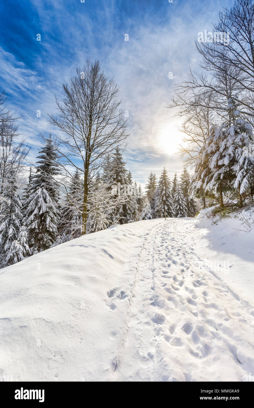 Path Through Snowy Idyllic Winter Forest Landscape Beautiful Scenery Blue Sky Sun And Snow Capped Trees Stock Photo Alamy