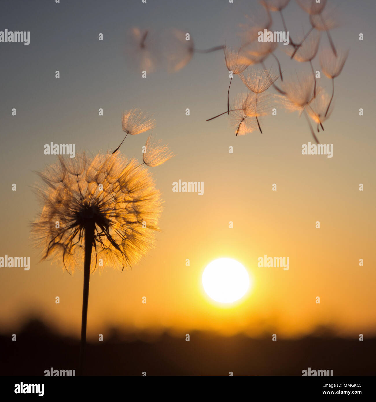 Silhouette of dandelion against the backdrop of the setting sun. Macro photography. Sunset. Stock Photo