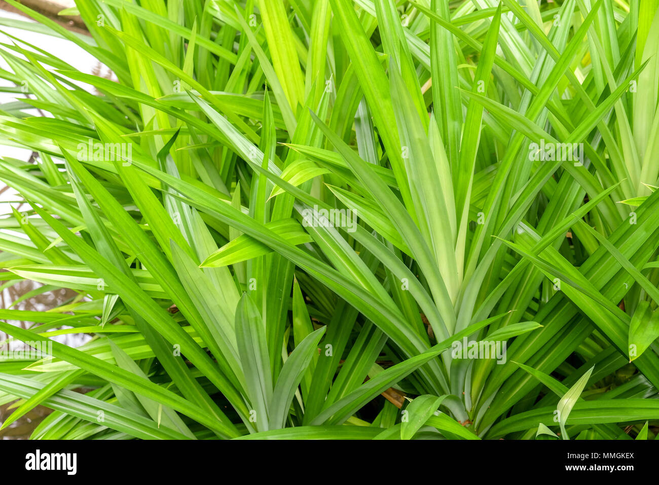 Pandan leaves hires stock photography and images Alamy
