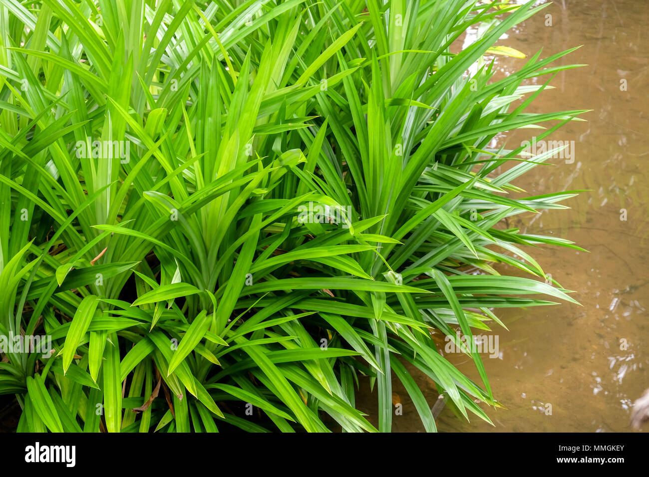 Pandan leaves hires stock photography and images Alamy