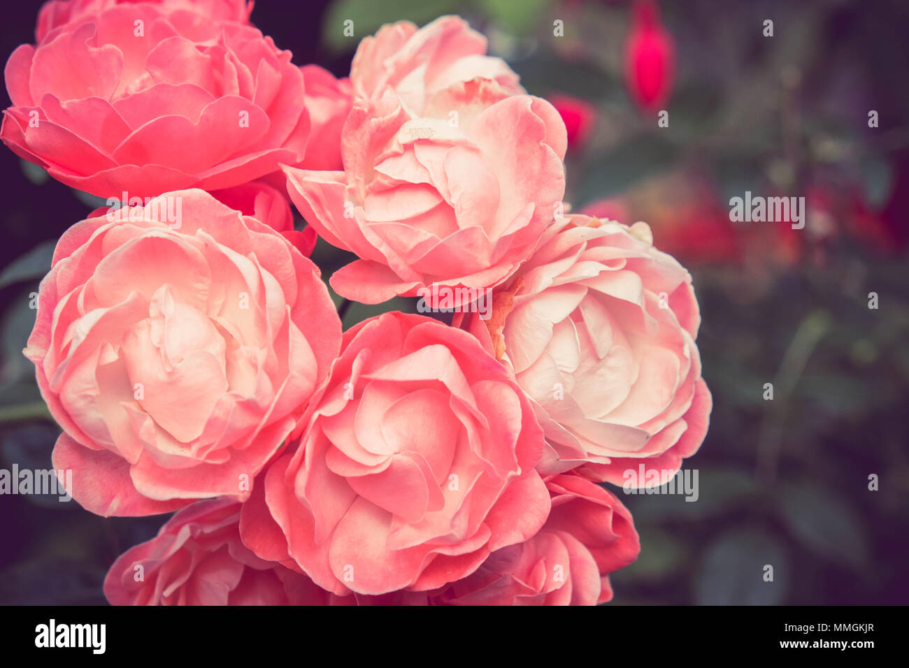 flowers rose with filter effect retro vintage style Stock Photo - Alamy