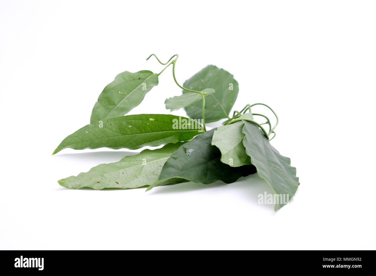 Bamboo grass, Bai-ya-nang. (Name spelled as Thailand) Tiliacora triandra Colebr. isolated on white background Stock Photo