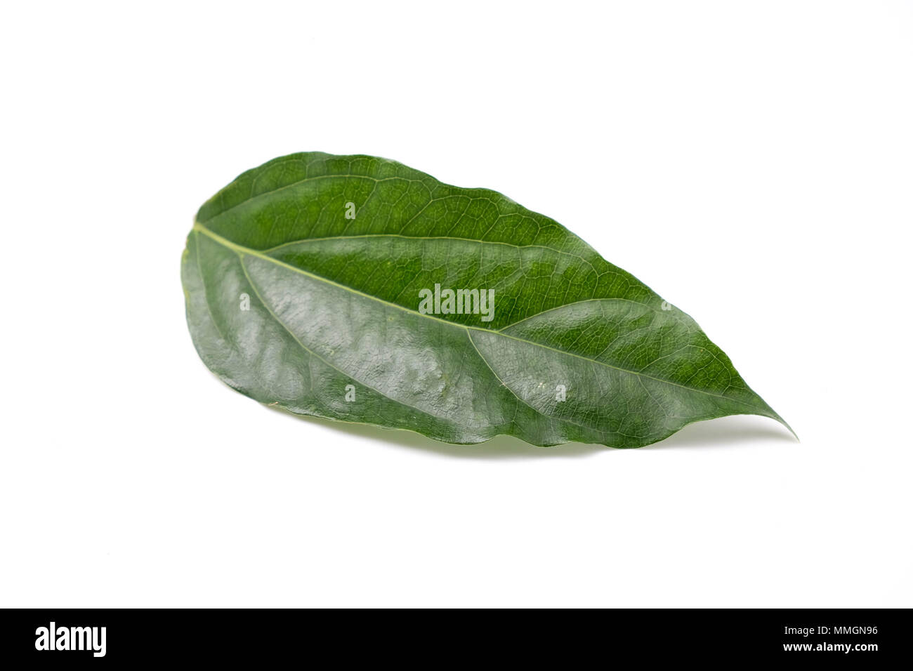 Tiliacora triandra hi-res stock photography and images - Alamy
