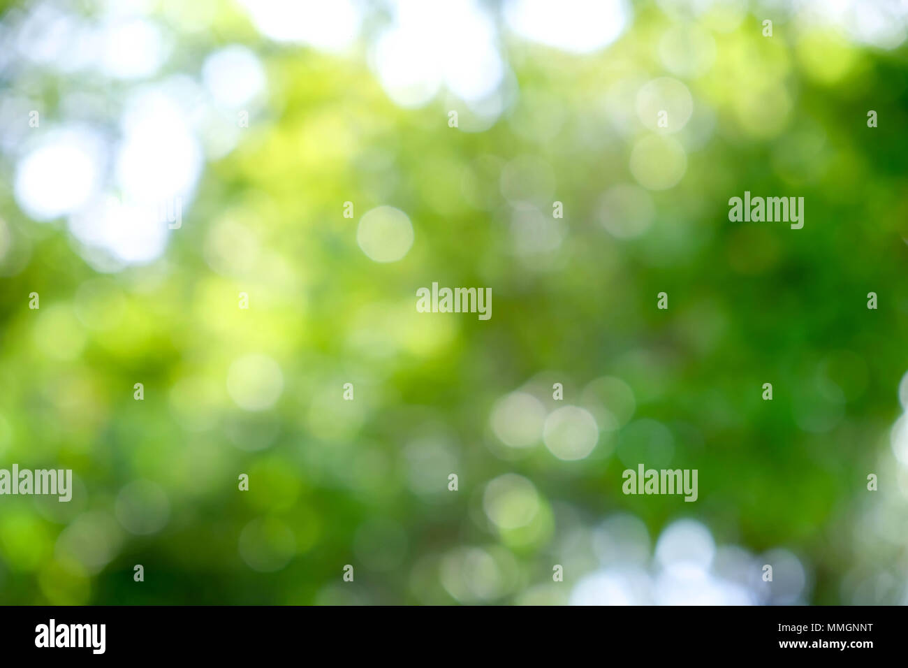 abstract green bokeh Nature background Stock Photo - Alamy