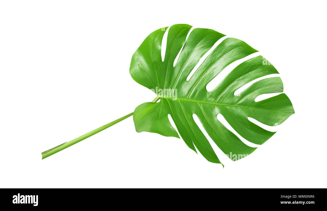 Tropical leaves monstera isolated on white background Stock Photo