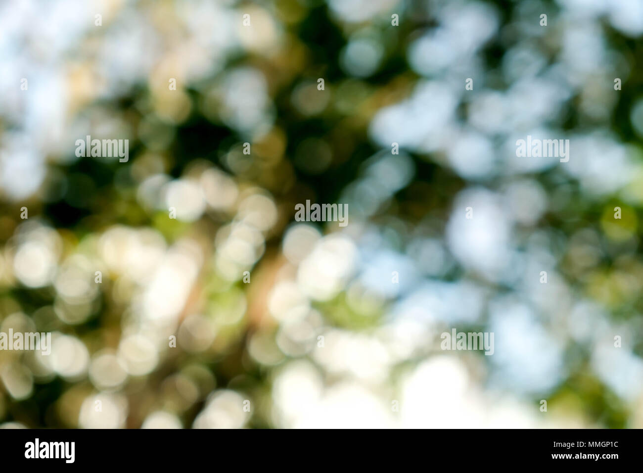 abstract green bokeh Nature background Stock Photo - Alamy
