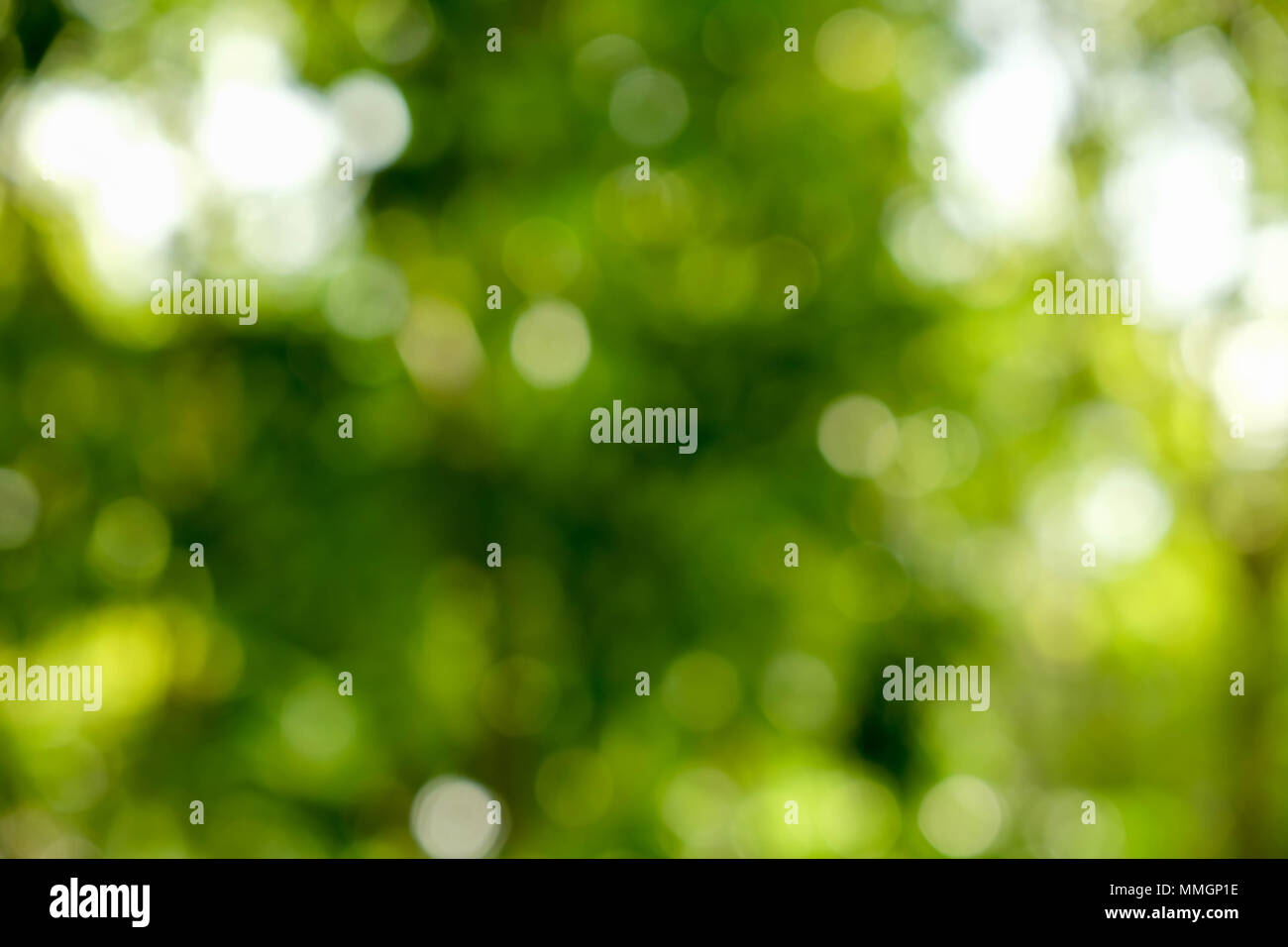 abstract green bokeh Nature background Stock Photo - Alamy