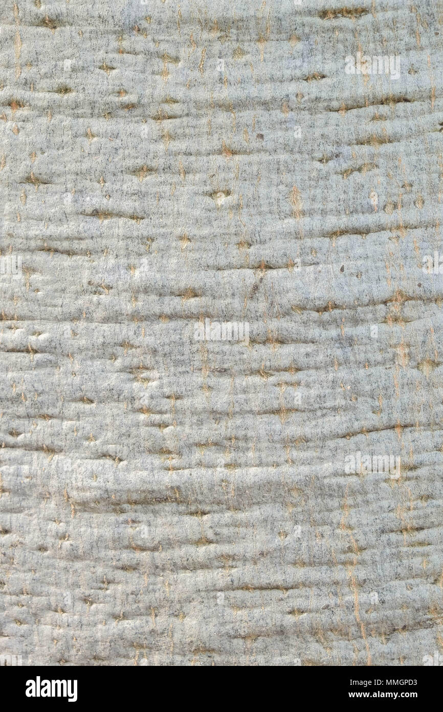 African oak texture hi-res stock photography and images - Alamy