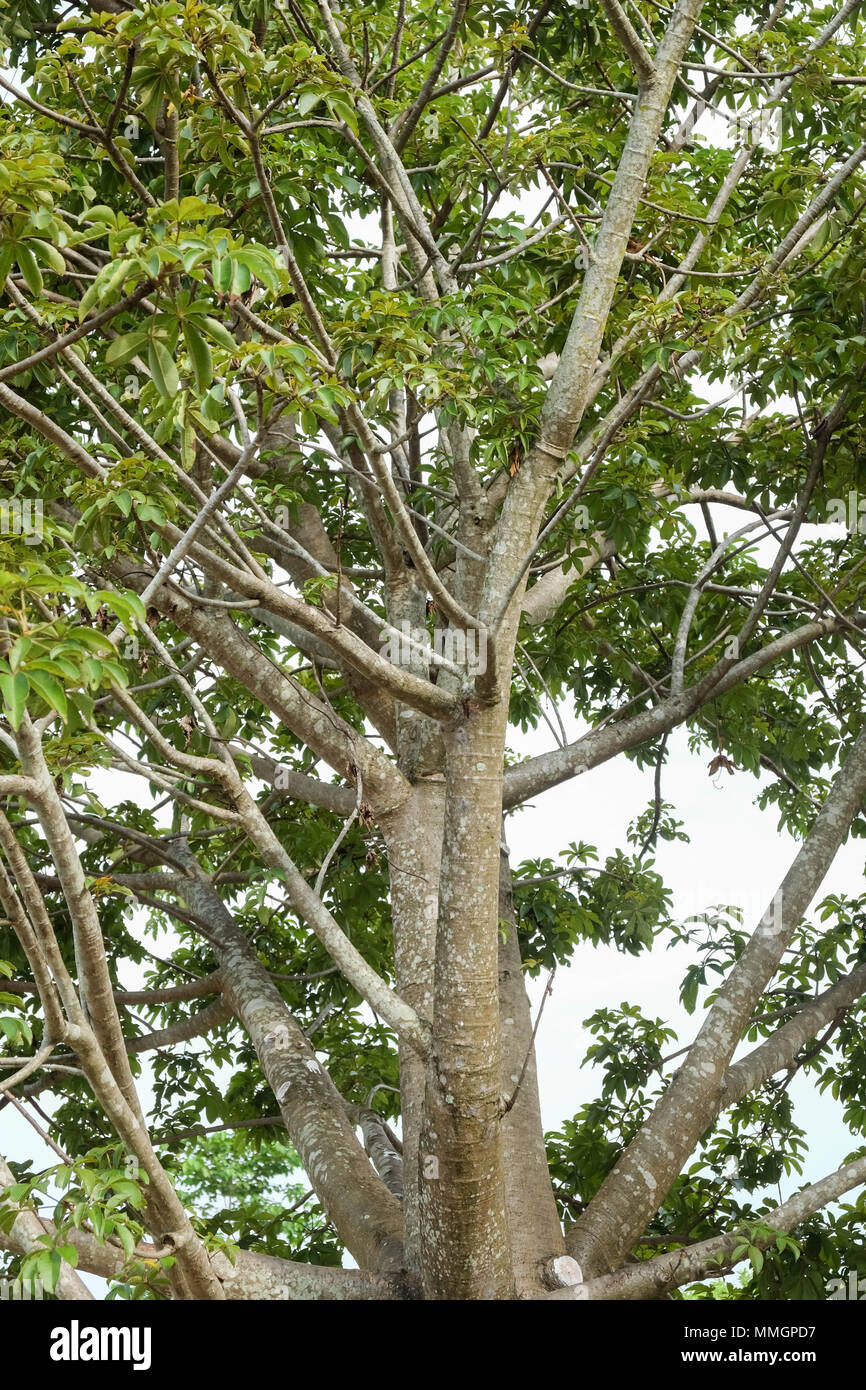 The branches of the Baobab tree Stock Photo - Alamy
