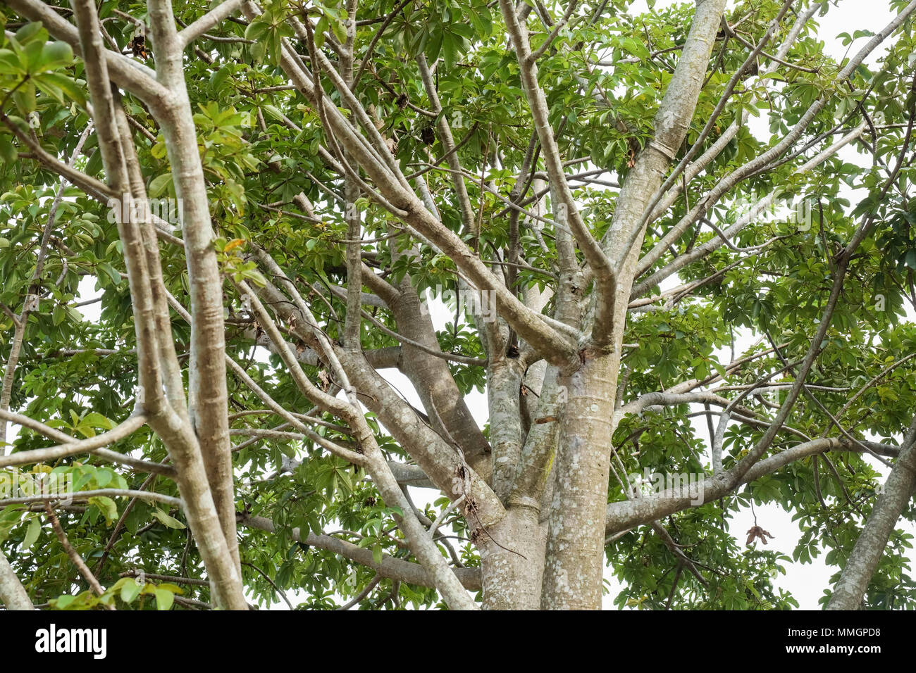 The branches of the Baobab tree Stock Photo - Alamy