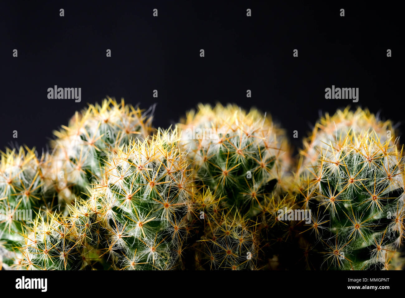 Texture of Cactus plant close-up on black background . soft focus Stock Photo