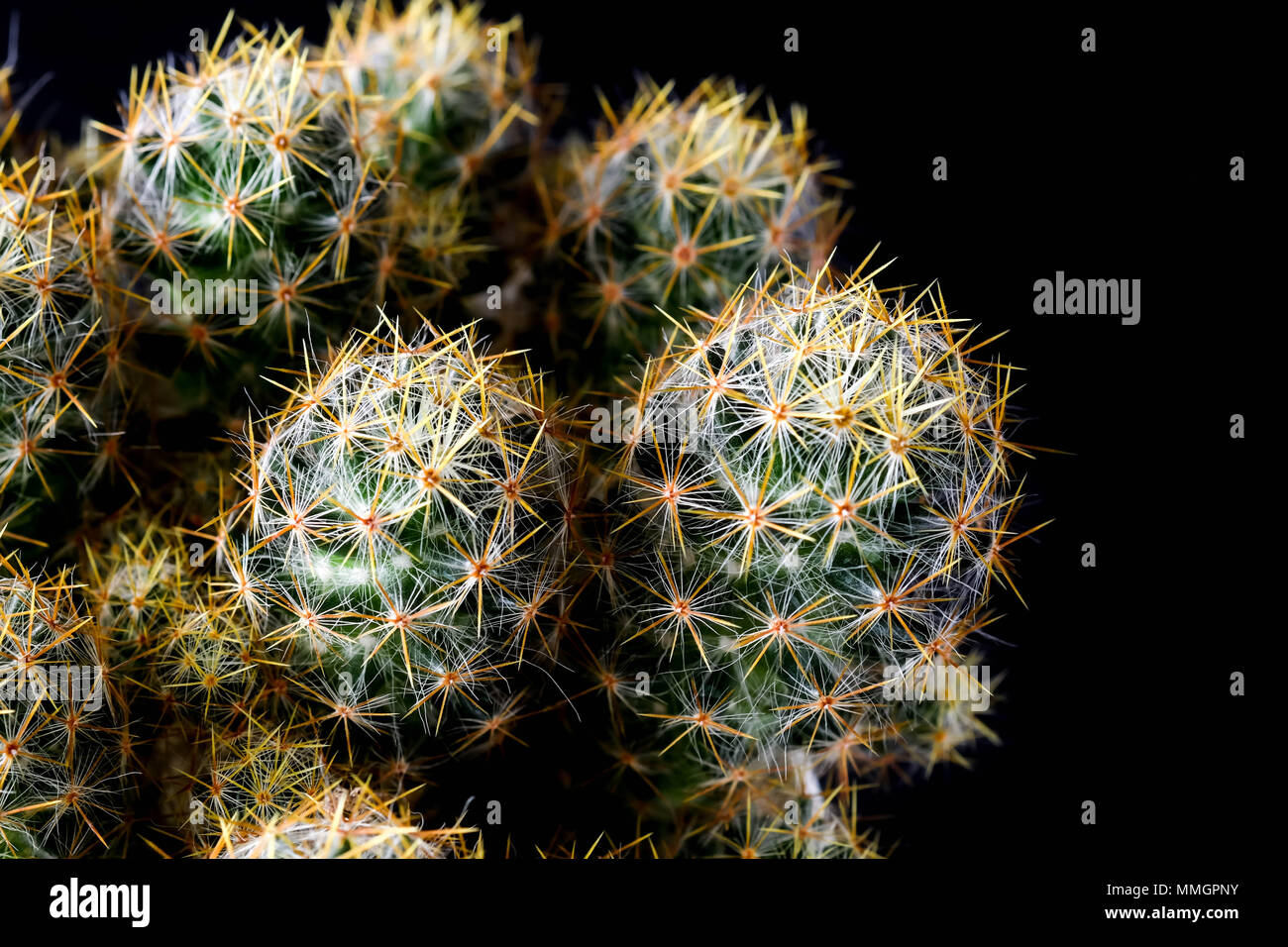 Texture of Cactus plant close-up on black background . soft focus Stock Photo