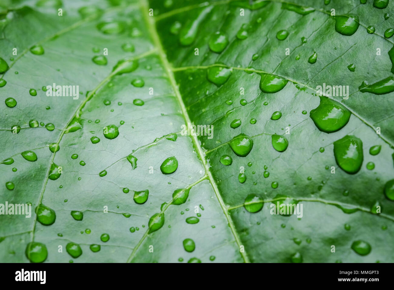 background texture green Leaf and water drop soft focus Stock Photo - Alamy