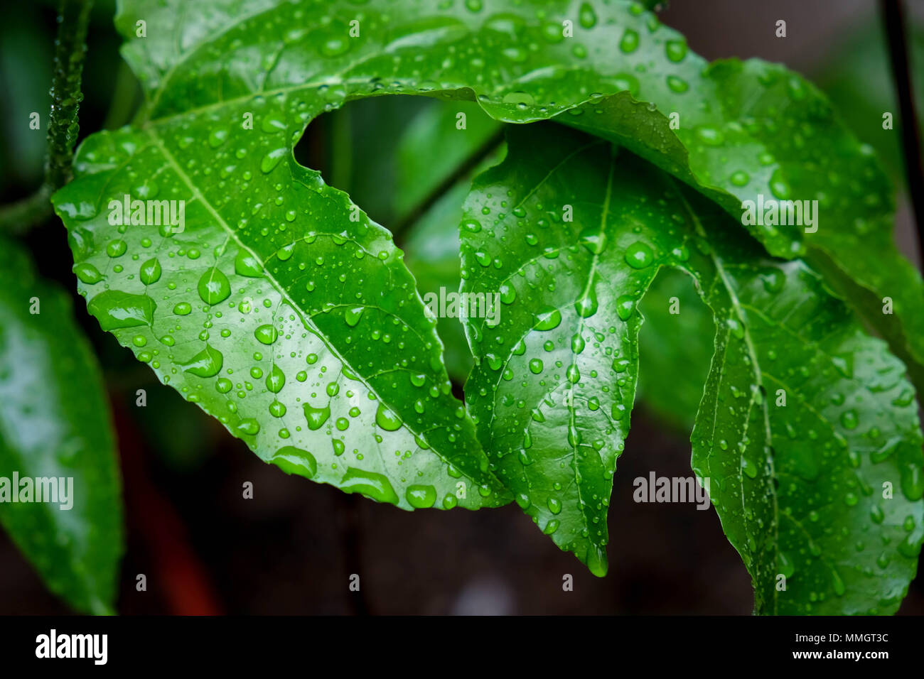 Green leaf with water drops for background Stock Photo - Alamy