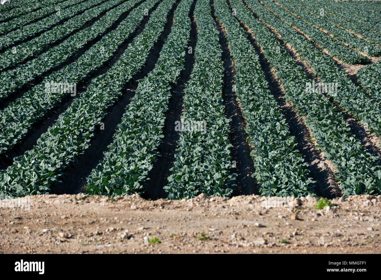 Spinach growing fields, Agricultural fields, Calasparra,Murcia,Spain Stock Photo