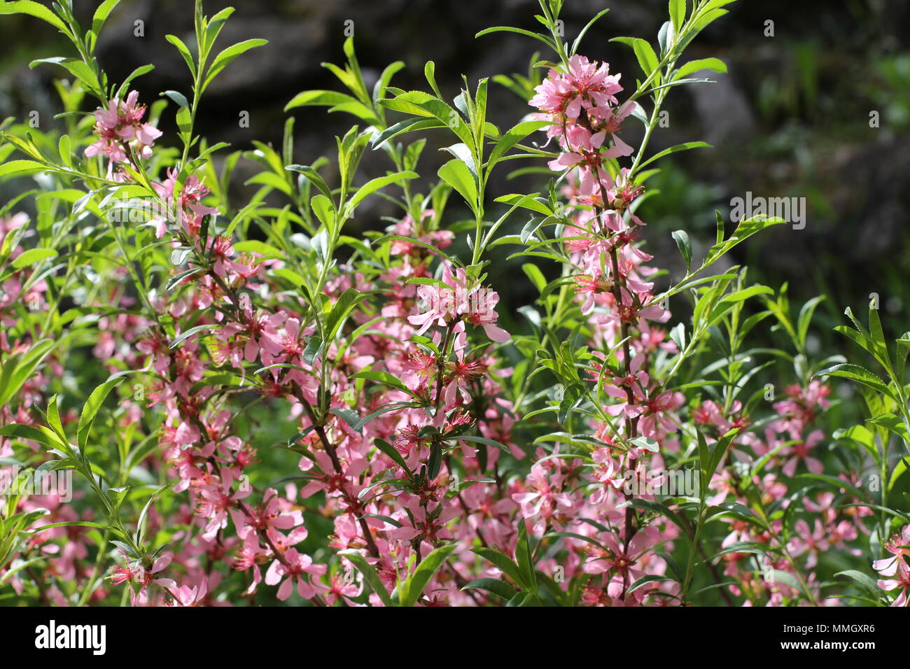 Pink flowers of wild dwarf Russian almond (Prunus tenella) Stock Photo