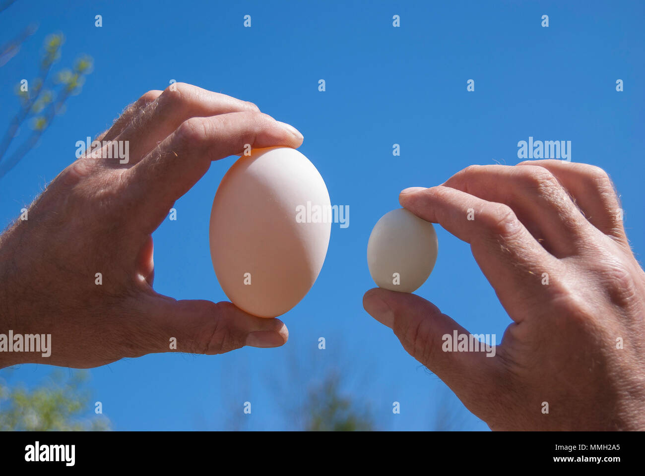 Hands hold two eggs: goose and pigeon against the blue sky. Stock Photo